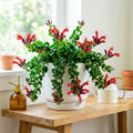 Red Curly Lipstick Plant Live, Curly Lipstick Plant, 3 Inc Pot, 3-5 Inc Tall, Hanging Trailing Houseplant,Vibrant Blooms, Ideal for Indoor Outdoor Growing
