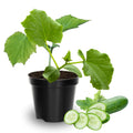 2 Cucumber Plants Live, Live Green Cucumber Plants, 3 to 5 Inches Tall, 4 Inches Pot, Cucumber Live Plants, Cucumber Starter Plants Growing Outdoor