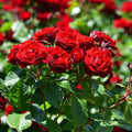 Ornamental Rose Live Plant, Everblooming Roses Flowers, in Pot, Indoor Outdoor Home Garden (Red Miniature Rose)
