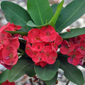 Assorted Euphorbia Crown of Thorns Live Plant, Hardy Perennial Succulent Indoor Outdoor Planting in 4 Inch Pot (Red Blooms)