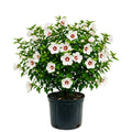 White Red Rose of Sharon Plant, Summer Bloom Garden Shrub, 6-12 Inch Tall