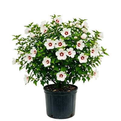 White Red Rose of Sharon Plant, Summer Bloom Garden Shrub, 6-12 Inch Tall