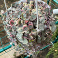 Variegated String of Hearts Plant Live, Pink String of Hearts Plant Live 4 Inches Pot, Live String of Hearts Plant, String of Hearts Succulent Plant, Succulent Live Plant