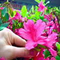 Pink Reblooming Azalea Rhododendron Plant Live in 4 Inch Pot, Azalea Rhododendron Bush Shrub, Bloom in Spring, Late Summer, Fall Rebloom