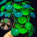 Stephania Cephalantha Caudex Plant Live, Rare Succulent Houseplant Indoor, 2-2.5 Inch Wide Caudex for Potting and Home Decoration