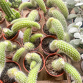 Trailing Monkey Tail Cactus Live Plant, 10-15 Inch Bare Root, Rare Succulent Plant for Indoor Growing, Pots and Hanging Planters