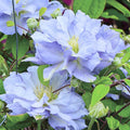 Clematis Vine Plant Live for Planting, White Blue Clematis Plant Live in 2.5 Inches Pot, Clematis Flowers Perennial