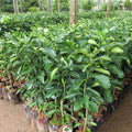 Live Ruby Red Grapefruit Tree Plant, 1 to 3 Ft Tall in Pot, Sweet Pomelo Tree for Planting
