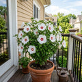 White Red Rose of Sharon Plant, Summer Bloom Garden Shrub, 6-12 Inch Tall