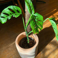 Swiss Cheese Monstera Plant Live, Live Swiss Cheese Plant 4 Inch Pot, Live Monstera Plant