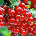 Currant Bush Live Plant, Currant Plant Live for Planting Sweet Current Plant Shrub, Currant Berries, 1 Year Bare Root, 6-12 Inch Tall (Red Currant)