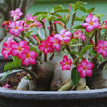 2 Mix Desert Rose Live Plant, Succulent Cactus Plant, Adenium Desert Rose Plant Live, Colorful Bonsai Tree, 4 to 8 Inches Tall