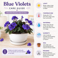 Blue African Violet Plant Live, 4 Inch Pot, Indoor Flowering Plant