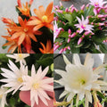 White Easter Cactus Live Plant, Hardy Perennial Easter Cactus, Vibrant Blooming Spring Cactus, Indoor Houseplant, Flowering Holiday Cactus, 4–6 Inch Tall