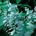 Eucalyptus Plant Live in 2.5" Pot, Baby Blue Eucalyptus Tree Live, Vibrant Blue, Fragrant, Starter Plants, Cold Hardy, Dormant in Winter