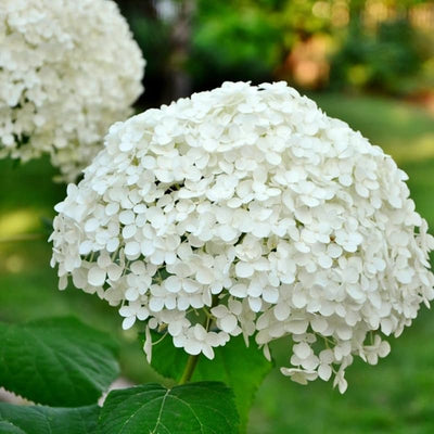Well-Rooted Hydrangea Live Plant in 2.5 Inch Pot, Hydrangea Tree Shrub Bush Perennial Outdoor Planting (White)