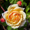 Fragrant Rose Plant Live Bush Shrub or Climbing, Old-Fashioned Roses Summer Rebloomer in 2.5 Inch Pot, Lanscape Rose Plant (Assorted) (Creamy Yellow)
