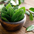Bay Leaf Plant Live, Bay Laurel Culinary Herb, 5–8 Inches Tall, Well Rooted Starter Plant, No Pot, Ready for Indoor or Outdoor Growing