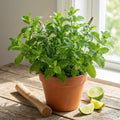 Mojito Mint Plant, Live 4-6 Inch in 4 Inch Pot - Fresh Mint Herb Plant for Indoor Outdoor Growing