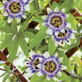 White Passion Flower Plant, Passion Flower Vine Perennial for Outdoor Garden, 4 Inc Pot