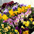 Pansy Plant, Mix Colorful Pansy Plant in Pot, Live Flowering Pansies for Indoor Outdoor Planting, Spring Flower Plant, 3-5 Inch Tall