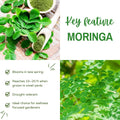 Moringa Tree Plant Live, Moringa Plant Live, 4-8 Inches Tall, Malunggay Trees Live Plants for Indoor Outdoor Growing