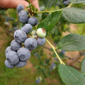 Northern Highbush Blueberry Live Plant, 4 Inches Pot, Sweet Blueberry Fruit Bush Live Plant for Planting in Garden, Spring Plant