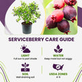 Serviceberry Live Plant, Berry Bush Plant, 1-2 Ft Tall