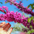 Purple Redbud Plant Live, Eastern Redbud Trees in Quart Pot, Cold Hardy Ornamental Flowering Tree, Winter Dormant