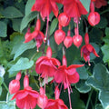 Pack 2 Fuchsia Plants Live, Vibrant Fuchsias Hanging Flowering Plant 3-5 Inches, Gardens, Patios, and Indoor Growing (Red Flowers)