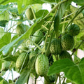 2 Cucamelon Plants Seedlings, Cucamelon Mini Cucumber Live Plant Gardening 3 to 6 Inc Tall Vegetable Plant