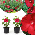 2 Red Hibiscus Plants Live 5-9" in Tall, Hardy Hibiscus Tree Live Plant Year-Round Blooming, No Pot, Outdoor Perennial Planting