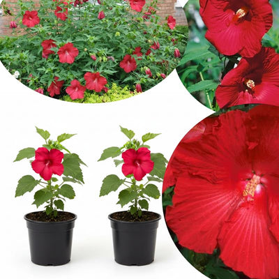 2 Red Hibiscus Plants Live 5-9" in Tall, Hardy Hibiscus Tree Live Plant Year-Round Blooming, No Pot, Outdoor Perennial Planting