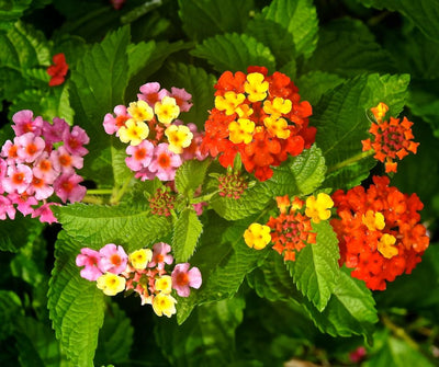 Lantana Live Plant for Planting Outdoors, Set 2 Live Lantana Plants, 4 to 7 Inch Tall, Lantana Perennial Plants, Ready to Plant, Random Color