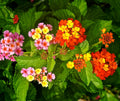 2 Lantana Plants Live, Lantana Live Plants for Planting Outdoors, 4 to 7 Inch Tall, Perennial Plants, Well Rooted, Multicolor Lantana