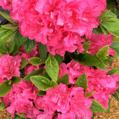 Double Dark Pink Azalea Plant Live, 7 Months Old Rhododendron Like, Azalea Rhododendron Tree Flowers Plants Live Bush in Pot
