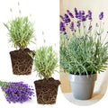 2 Provence Lavender Live Plants, Fragrant Lavender Flowering Herb Plants, 4-8" Tall, Well Rooted for Gardens, Containers and Landscaping
