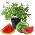 Watermelon Plant, Red Watermelon Plants Live, 4-6 Inches Tall, Fast Growing and Sweet Fruit for Outdoor Gardening or Backyard, 2 Plant Per Pot