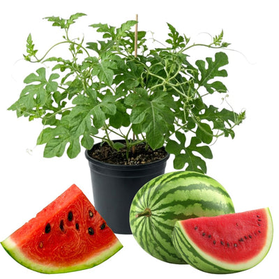 Watermelon Plant, Red Watermelon Plants Live, 4-6 Inches Tall, Fast Growing and Sweet Fruit for Outdoor Gardening or Backyard, 2 Plant Per Pot