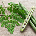 Moringa Tree Plant Live, Moringa Plant Live, 4-8 Inches Tall, Malunggay Trees Live Plants for Indoor Outdoor Growing