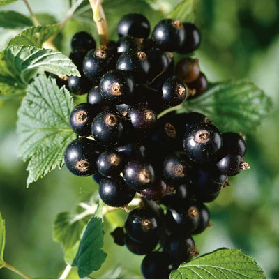 Black Currant Bush Live Plant, Black Currant Plant Live for Planting Sweet Current Shrub 1 Year Old, Currant Berries