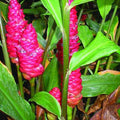 8 Shampoo Ginger Plants Live Roots, Awapuhi Ginger Bulbs Tuber for Planting, Zingiber Zerumbet Pinecone Ginger Plant, Red Ginger Lily Flowers Outdoor Growing