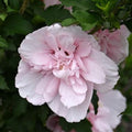 Rose of Sharon Plant, Hardy Althea Hibiscus Flowering Shrub in 4'' Pot, Outdoor Garden Starter Plant for Landscape or Hedge (Double Pink)