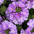 Pack 3 Light Lavender Verbena Plants Live Perennial Ground Cover, No Pot, 5-9" in Tall, Can Grow As Trailing Bushes, Spring Flowers