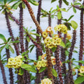 Yellow Crown of Thorns Live Plant, Euphorbia Milii Plants, Crown of Thorns Plants Live, 3 to 5 Inc Tall Gardening Indoor Outdoor