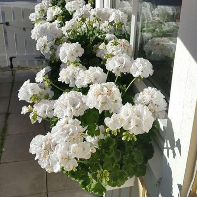 White Geranium Live Plant 5-8" Tall, White Geranium Plant, Live Rooted Perennial Flower Plant for Indoor Gardening