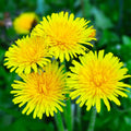 Dandelion Plant Live, Yellow Dandelion Live Plant in 4 Inc Potted