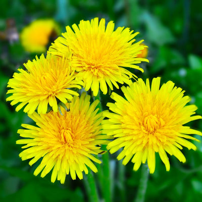 Dandelion Plant Live, Yellow Dandelion Live Plant in 4 Inc Potted