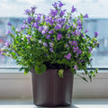 Blue Campanula Plant 2.5 Inches Potted, Campanula Plant Live, Bellflower Plants