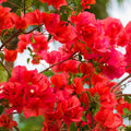 Red Bougainvillea Plant, Bougainvillea Tree Live Plant Potted from 4 to 5 Inches Tall